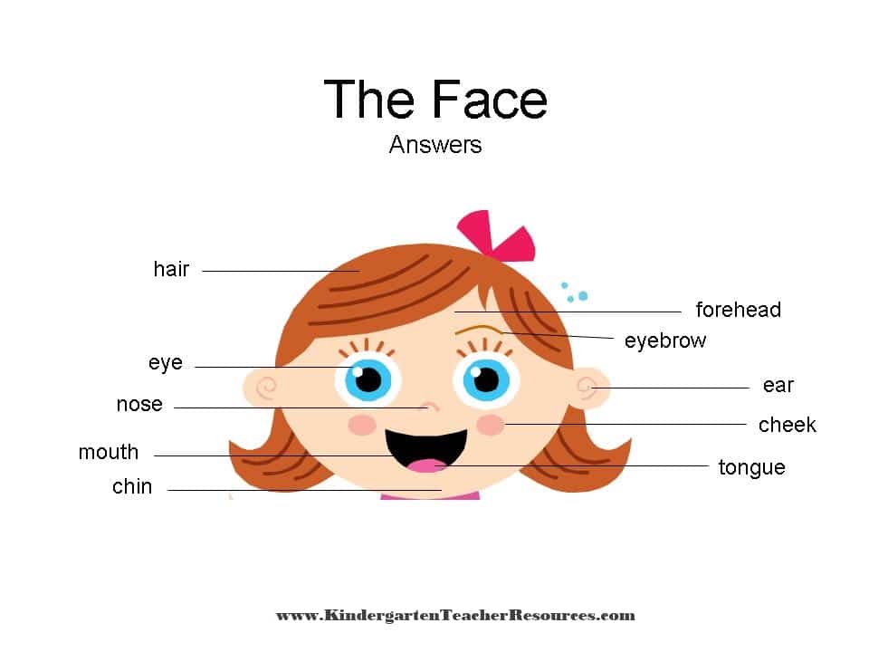 Facial Features Worksheets